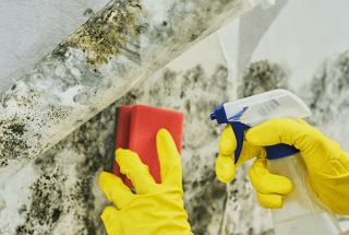 Mould removal